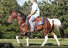 Spotted Saddle - Horse for Sale in Parkers Lake, KY 42634