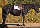 Percheron - Horse for Sale in Saint Joe, IN 46785