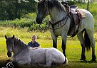 Draft - Horse for Sale in , AR 72601