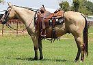 Quarter Horse - Horse for Sale in , MO 65401