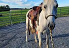 Welsh Pony - Horse for Sale in Lebanon, PA 17042 Welsh Pony - Horse for Sale in Lebanon, PA 17042