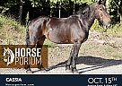 Draft - Horse for Sale in Gardners, PA 17324 Draft - Horse for Sale in Gardners, PA 17324