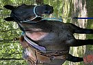 Quarter Horse - Horse for Sale in Dorothy, NJ 08317 Quarter Horse - Horse for Sale in Dorothy, NJ 08317