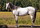 Quarter Horse - Horse for Sale in Saint Joe, IN 46785
