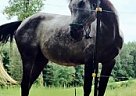 Thoroughbred - Horse for Sale in North Corbin, KY 40701 Thoroughbred - Horse for Sale in North Corbin, KY 40701