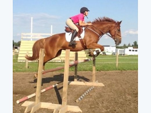 Jumper-Equitation Warmblood