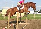 Warmblood - Horse for Sale in Edmonton, AB t6w 0e Warmblood - Horse for Sale in Edmonton, AB t6w 0e