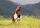 Miniature - Horse for Sale in Dryden, VA 24243 Miniature - Horse for Sale in Dryden, VA 24243