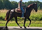 Tennessee Walking - Horse for Sale in Park Hills, MO 63601