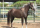 Registered Mare Arabian Mare