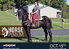 Draft - Horse for Sale in NA, PA 17324 Draft - Horse for Sale in NA, PA 17324