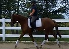 Oldenburg - Horse for Sale in La Montagne, QC lll ll Oldenburg - Horse for Sale in La Montagne, QC lll ll
