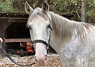 Tennessee Walking - Horse for Sale in Winfield, WV 25213 Tennessee Walking - Horse for Sale in Winfield, WV 25213