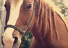 Registered QH Mare Zip