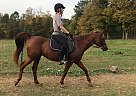 Arabian Mare for Sale in Dryden, New York Arabian Mare for Sale in Dryden, New York