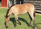 Quarter Horse - Horse for Sale in Pheba, MS 39755-83 Quarter Horse - Horse for Sale in Pheba, MS 39755-83
