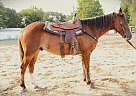 Quarter Horse - Horse for Sale in Sabetha, KS 66534