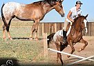 Quarter Pony - Horse for Sale in , TX 65742
