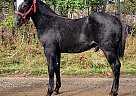 Quarter Horse - Horse for Sale in Sebeka, MN 56477