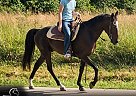 Missouri Fox Trotter - Horse for Sale in Park Hills, MO 63601