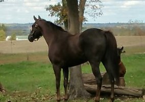 Beautiful Indiana Bred Thoroughbred Mare
