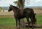 Thoroughbred - Horse for Sale in Seaman, OH 45679