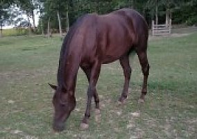 Thoroughbred (Thoroughbred, Mare) in Seaman, OH