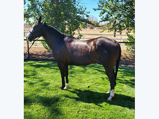 Beautiful Paint Mare
