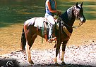 Morgan - Horse for Sale in , OH 26150