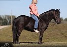 Pony - Horse for Sale in Brodhead, KY 42634