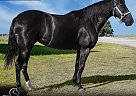 Tennessee Walking - Horse for Sale in Wichita Falls, TX 76310