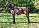 Quarter Horse - Horse for Sale in Sebeka, MN 56477 Quarter Horse - Horse for Sale in Sebeka, MN 56477