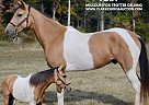 Missouri Fox Trotter - Horse for Sale in PARK HILLS, MO 63001