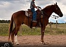 Missouri Fox Trotter - Horse for Sale in Larkspur, CO 80118