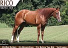 Quarter Horse - Horse for Sale in Brodhead, KY 42634