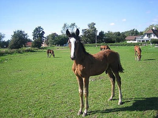 Danish Warmblood - Foal