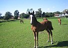 Danish Warmblood - Horse for Sale in Denmark, Danish Warmblood - Horse for Sale in Denmark,