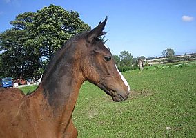 Warmblood (Warmblood, Stallion)