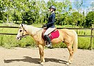 Quarter Pony - Horse for Sale in Bath, PA 18014