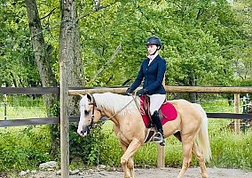 Quarter Pony (Quarter Pony, Gelding) in Bath, PA