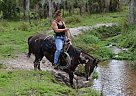 Paint - Horse for Sale in Myakka City, FL 34251 Paint - Horse for Sale in Myakka City, FL 34251