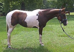 Flashy QH/Paint Mare Sunshine