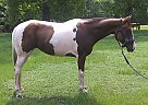Flashy QH/Paint Mare Sunshine