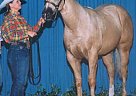 Quarter Horse - Horse for Sale in Tulsa, OK 
