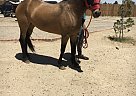 Quarter Horse - Horse for Sale in Lancaster, CA 93535