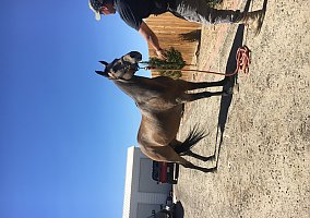 Quarter Horse (Quarter Horse, Mare) in Lancaster, CA