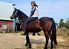 Morgan - Horse for Sale in Sebeka, MN 56477