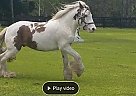 Gypsy Vanner Gelding for Sale in Chuluota, Florida Gypsy Vanner Gelding for Sale in Chuluota, Florida