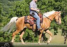 Tennessee Walking - Horse for Sale in Parkers Lake, KY 42634