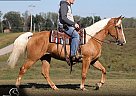 Tennessee Walking - Horse for Sale in Brodhead, KY 42634